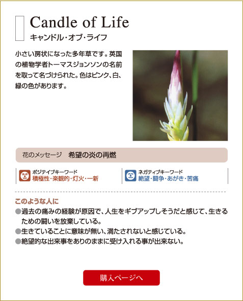 ジャナーク ジャパン 商品の選び方 花カード占い 結果